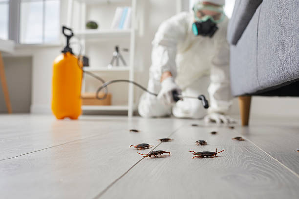 Commercial Kitchen Cockroach Control in Belmont